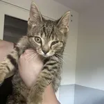 Kocurek poz. 25/410/K