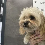 Znaleziono psa, Chełmek, 17 lipca 2025