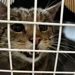 Kocurek poz. 25/409/K