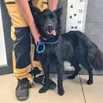 Znaleziono psa, Chełmek, 16 lipca 2025