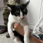 Kocurek poz. 25/412/K