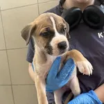 Pies do adopcji, Kraków, 11 lipca 2025