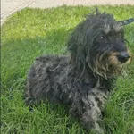 Znaleziono psa, Grudziądz, 18 lipca 2025