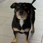 Znaleziono psa, Lublin, 16 lipca 2025