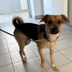 Znaleziono psa, Lublin, 16 lipca 2025