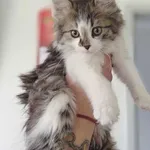 Znaleziono kota, Lublin, 18 lipca 2025