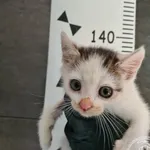 Przyjęty: 2025-07-18 Gmina: Libiąż Płeć: Kocur Opis: europejska, biało-bure