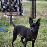 Znaleziono psa, Lublin, 18 lipca 2025