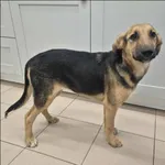 Znaleziono psa, Grudziądz, 17 lipca 2025