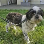 Znaleziono psa, Grudziądz, 18 lipca 2025