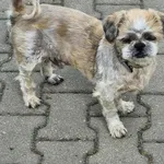 Znaleziono psa, Lublin, 17 lipca 2025