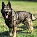 Znaleziono psa, Lublin, 18 lipca 2025