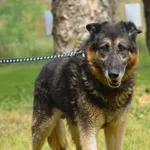 Znaleziono psa, Grudziądz, 23 kwietnia 2025