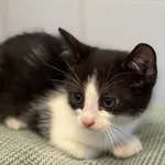 Znaleziono kota, Lublin, 16 lipca 2025