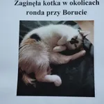 Zaginęła kotka 😩