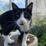 Kot do adopcji, Żywiec, 19 lipca 2025