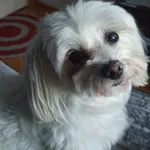 Zaginął pies, Ruda, 19 lipca 2025