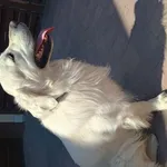 Golden retriever, samiec, zadbany (czyściutki, obcięte pazury, zęby w super stanie), raczej młodszy niż starszy. Niebieska obroża, niestety bez adresówki. Obroża anykleszczowa. Spragniony - musiał tro