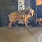 Znaleziono psa, Chełmek, 18 lipca 2025