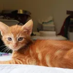 Znaleziono kota, Łódź, 19 lipca 2025