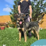 Znaleziono psa, Dąbrówka, 17 lipca 2025