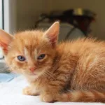 Znaleziono kota, Łódź, 19 lipca 2025