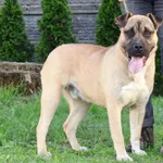 Pies do adopcji, Bełchatów, 11 czerwca 2025