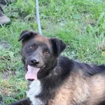 Pies do adopcji, Bełchatów, 18 kwietnia 2025