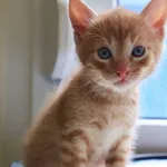 Znaleziono kota, Łódź, 19 lipca 2025