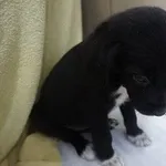 Pies do adopcji, Kraków, 17 lipca 2025