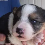 Czokotka to suczka, szczenię przywieziona w dniu 17.06.25r z terenu gm. Łosice, jest po pierwszym szczepieniu, kontaktowa, będzie nieduża (zdjęcie w dniu przywiezienia)