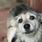 Znaleziono psa, Wałbrzych, 11 lipca 2025