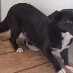 Znaleziono psa, Nowa Krępa, 17 czerwca 2025