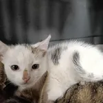 Kocurek poz. 25/416/K