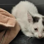 Kocurek poz. 25/419/K