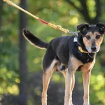 Znaleziono psa, Toruń, 18 września 2024