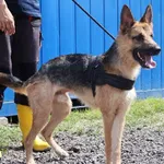 Znaleziono psa, Łódź, 19 lipca 2025