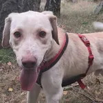 Pies do adopcji, Tatary, 2 sierpnia 2024