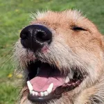 Pies do adopcji, Tatary, 8 kwietnia 2014