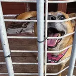 Pies do adopcji, Gorzów Wielkopolski, 20 lipca 2025