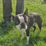 Znaleziono psa, Grudziądz, 19 lipca 2025