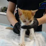 Znaleziono kota, Szczecin, 21 lipca 2025