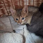 Kot do adopcji, Orzechowce, 19 lipca 2025