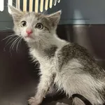 Kocurek poz. 25/426/K