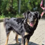 Znaleziono psa, Grudziądz, 24 stycznia 2025