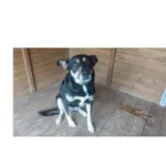 Znaleziono psa, Białystok, 19 lipca 2025