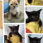 Znaleziono kota, Lublin, 19 lipca 2025