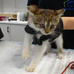 Znaleziono kota, Szczecin, 21 lipca 2025