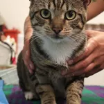 Znaleziono kota, Łódź, 20 lipca 2025