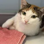 Znaleziono kota, Lublin, 20 lipca 2025